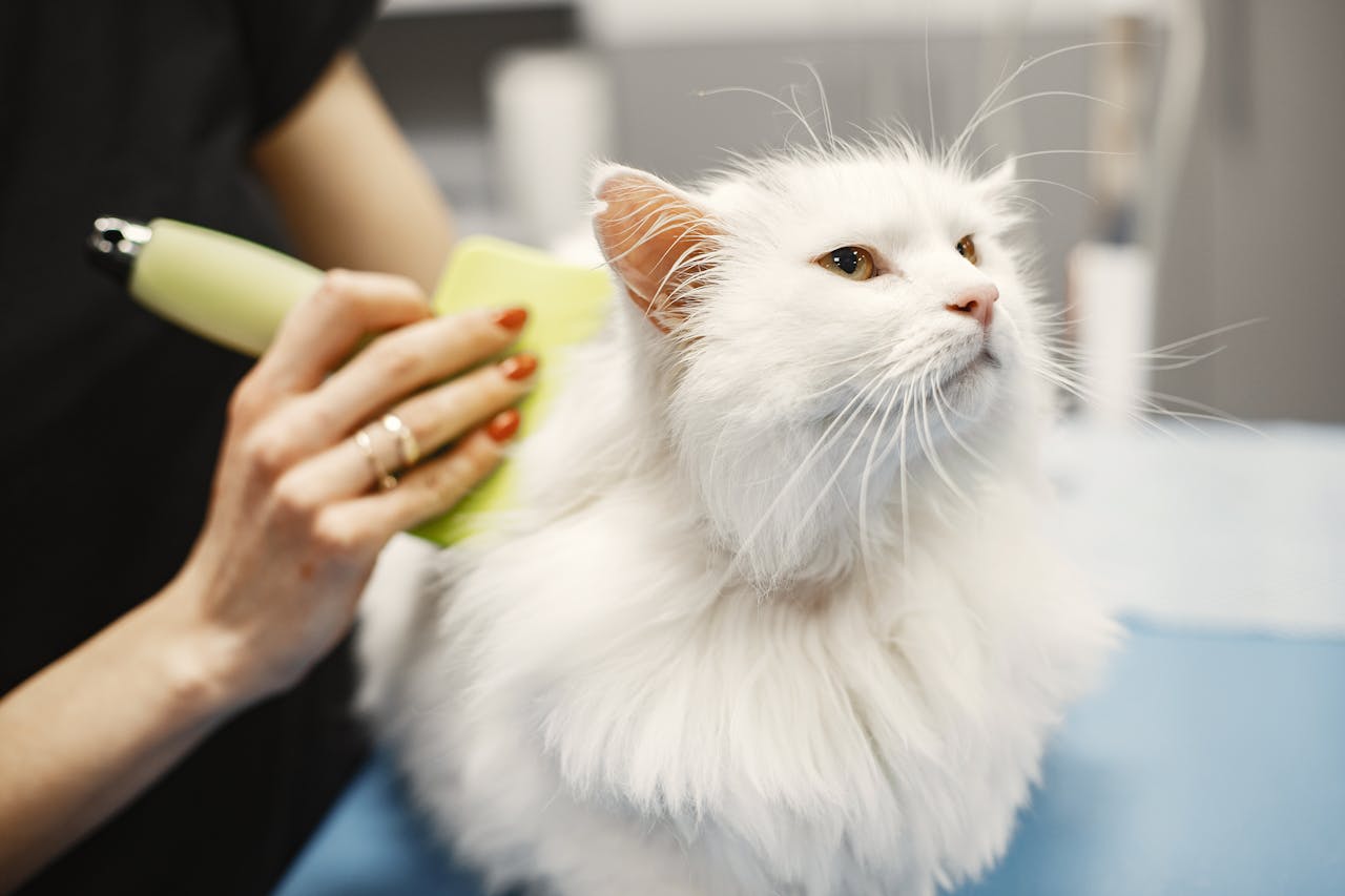 The Importance of Grooming in Preventing Common Pet Health Issues