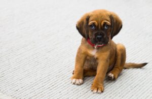 Managing Puppy Teething with Ease with these 5 Tips