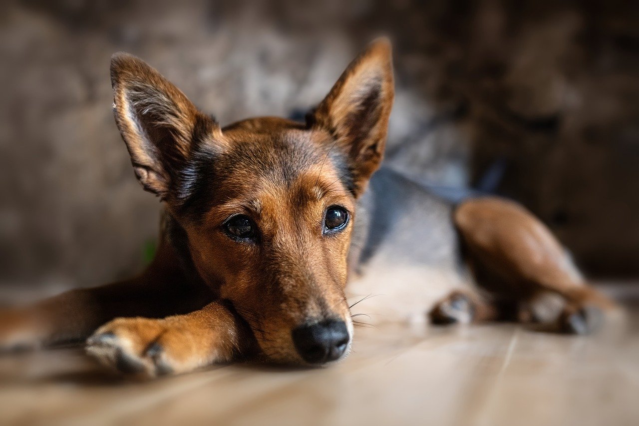 Common Dog Gut Health Issues: Signs, Causes, and Solutions