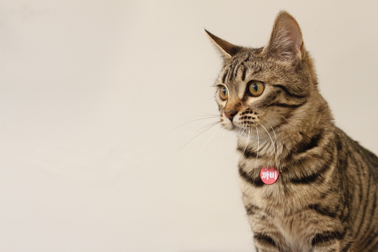 Choosing the Perfect House Cat Breed for Your Lifestyle