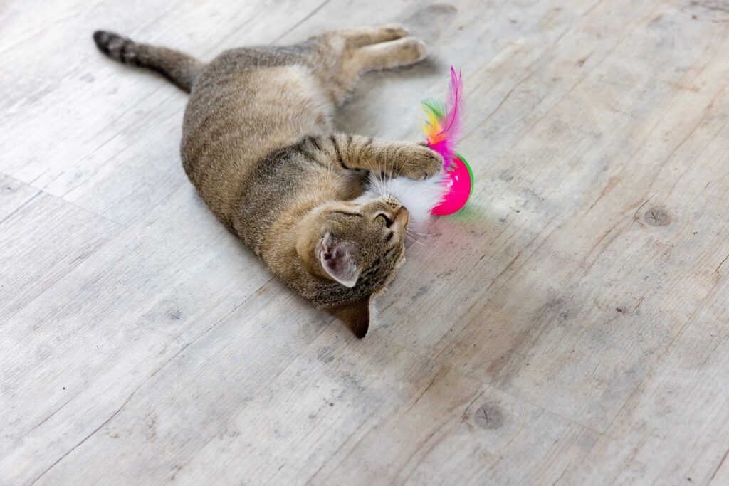 6 Exercise and Playtime Ideas for Active Pets