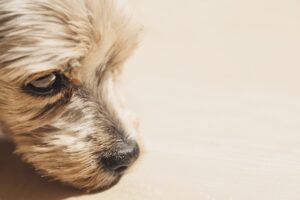 flea tick prevention for dogs