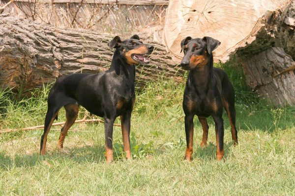 Manchester Terrier Dog Breeds: Discover the Unique Traits of This Energetic Pup