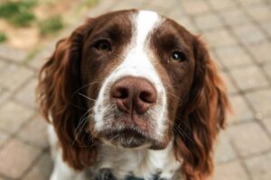 Separation Anxiety in Dogs: Helping Your Pup Feel Safe