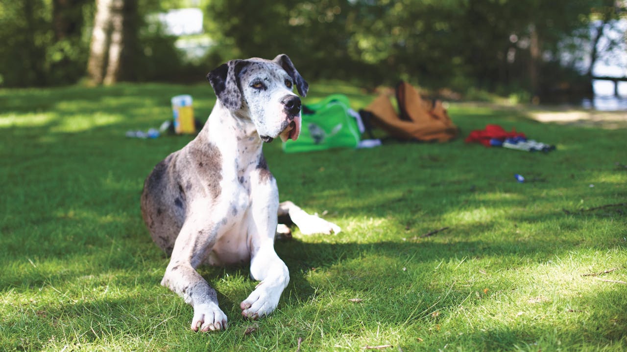 How to Safeguard Your Giant Breed Pet's Health: Key Tips for Owners