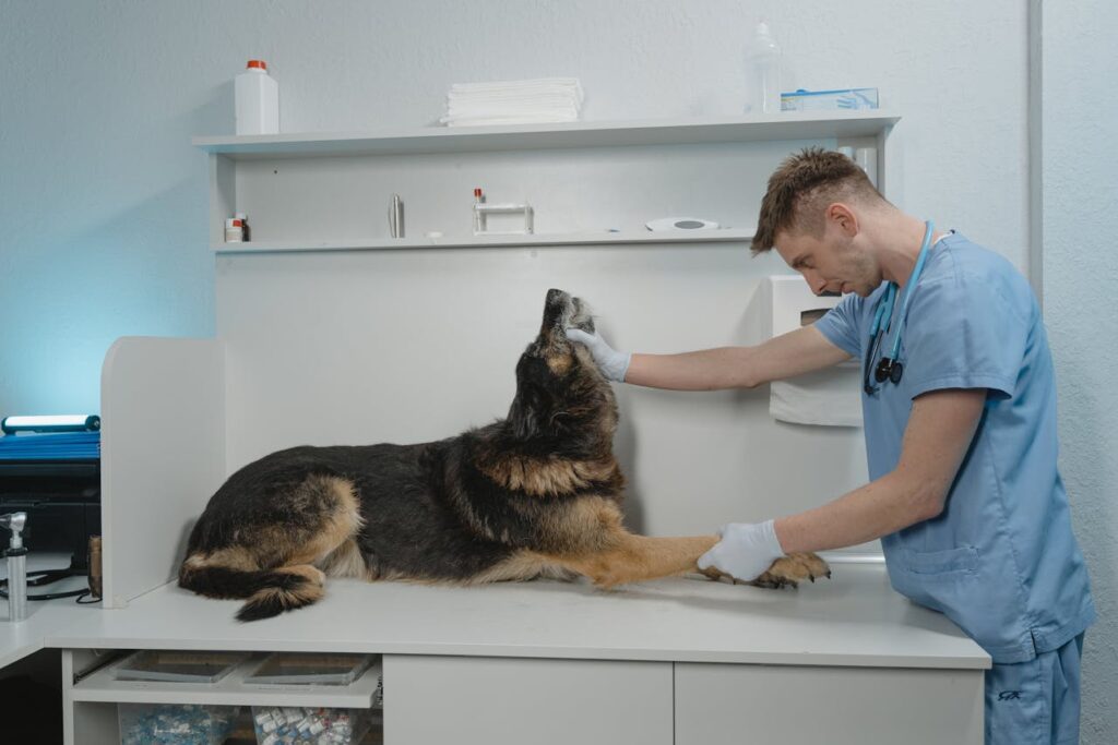 What Is Skin Scraping and How It Helps Diagnose Pet Skin Issues