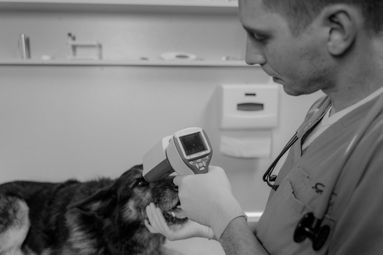 Why Early Wellness Checks Matter: Keeping Your Pet Healthy for Life