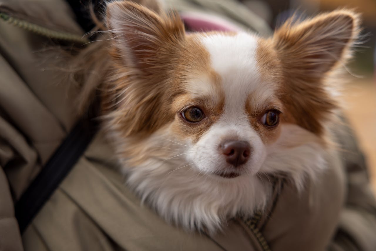 Are Annual Check-Ups Really Necessary for Healthy Pets?