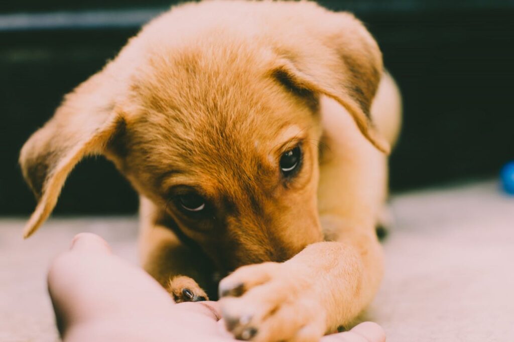Why puppies and kittens need multiple vaccine doses