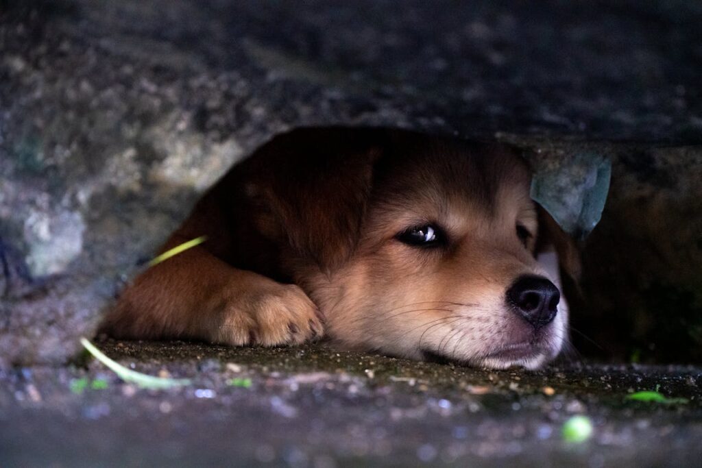 How to recognize depression and anxiety in pets