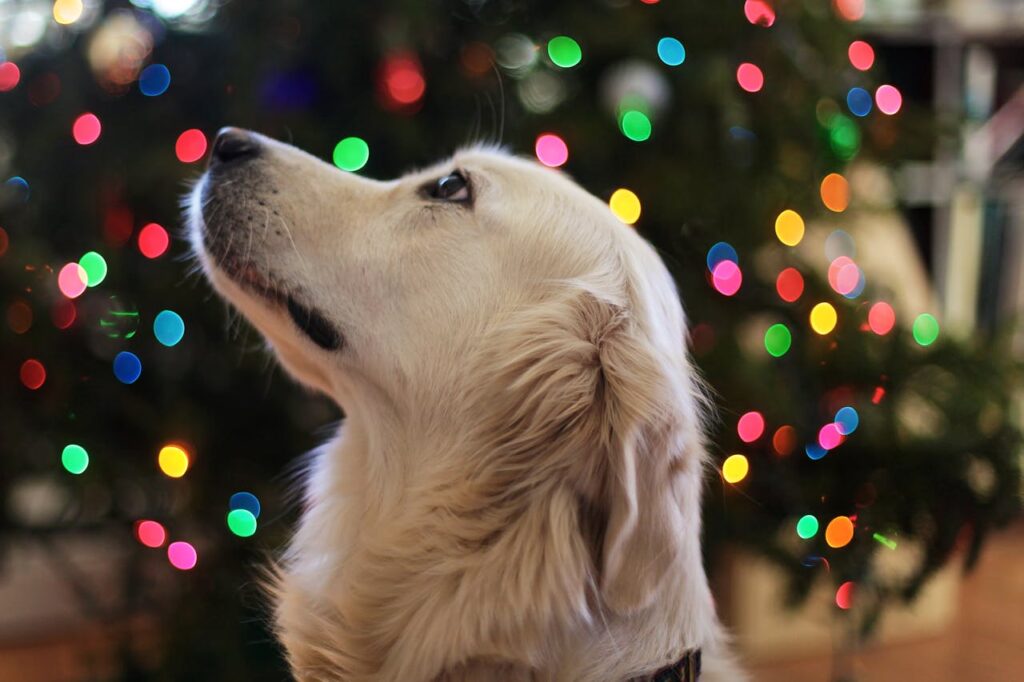 Holiday Hazards: Foods and Decor That Could Harm Your Pet