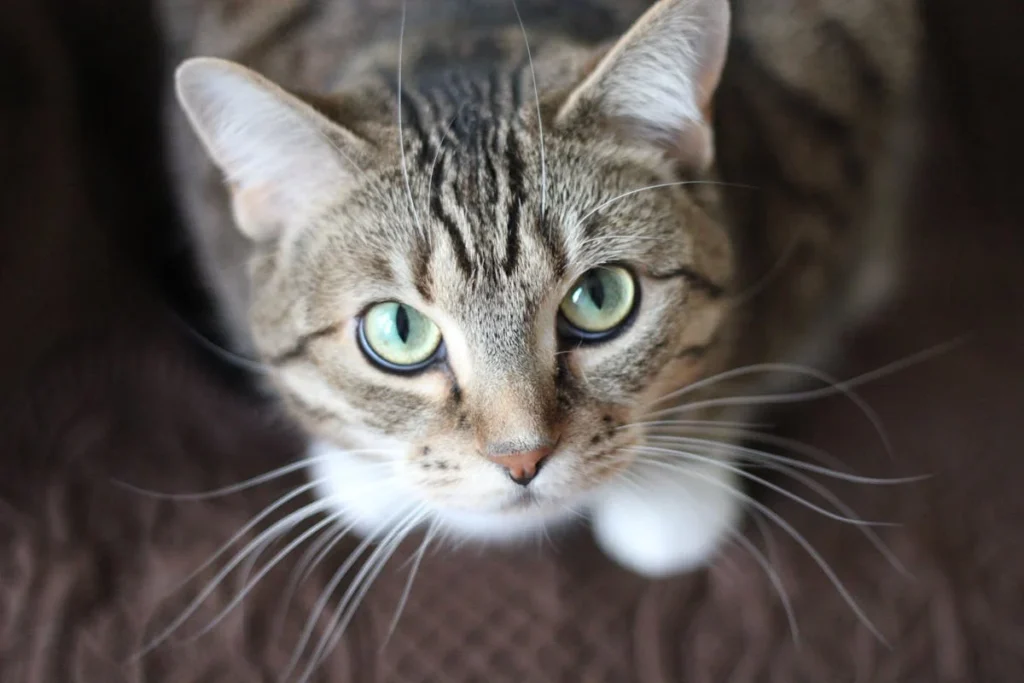 Common dental issues in cats and how to prevent them