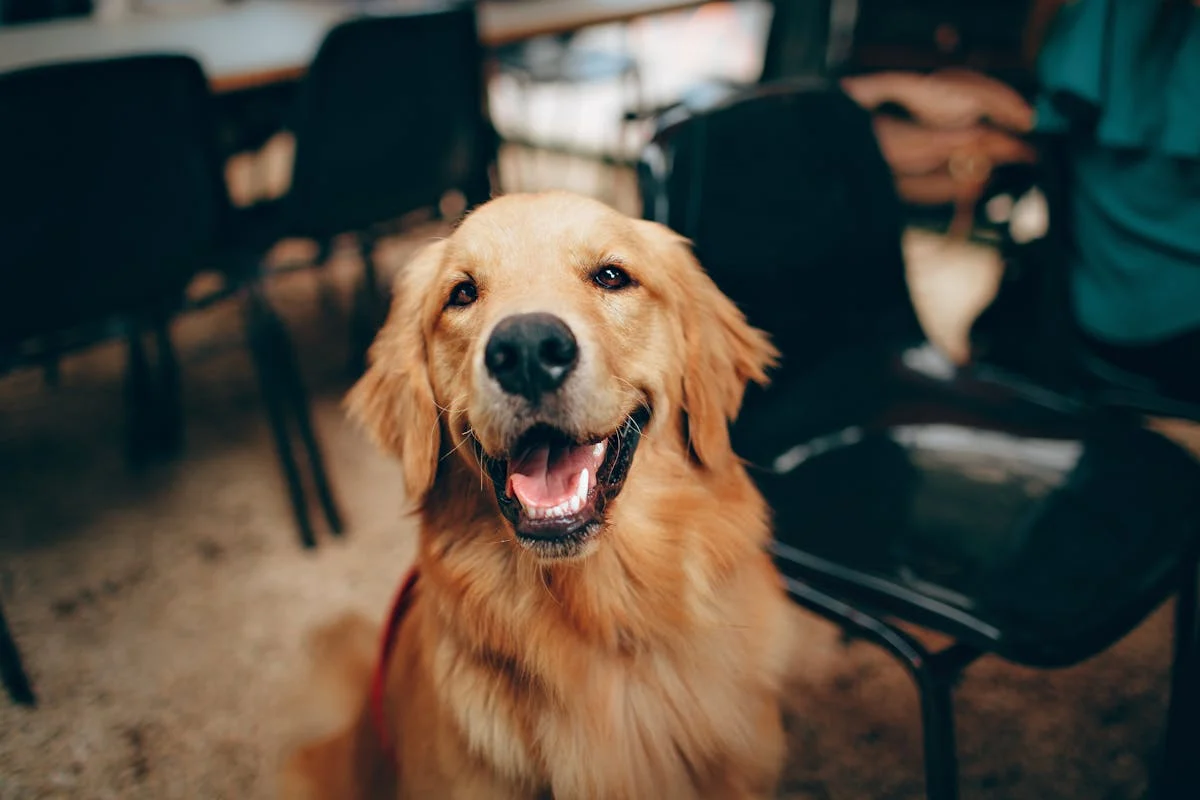 High-Energy Dog Breeds – Are You Ready for the Challenge?
