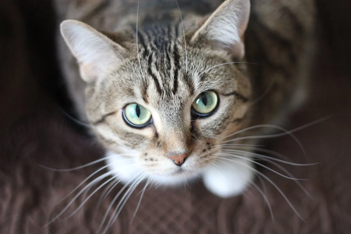 Common dental issues in cats and how to prevent them