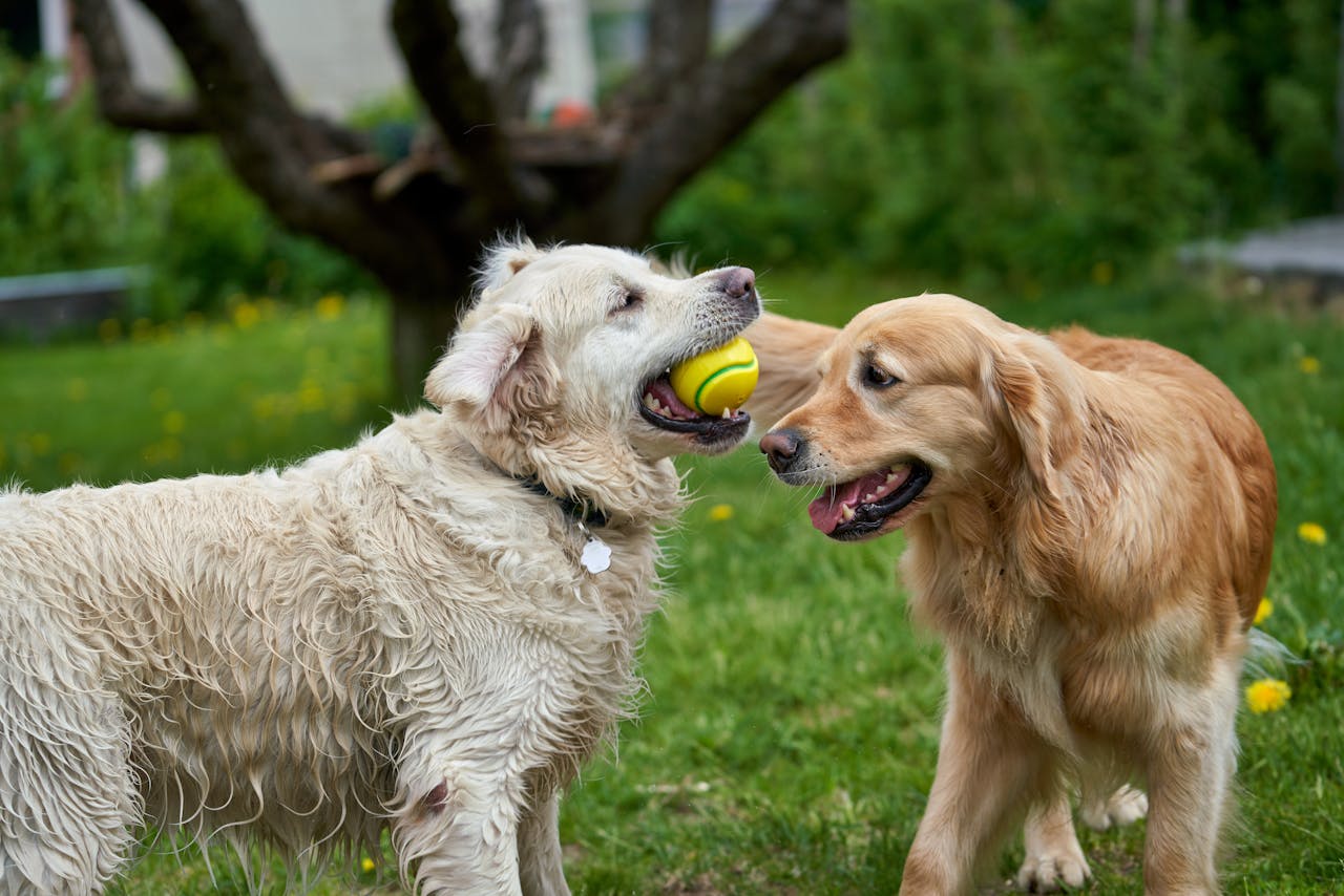 Golden Retrievers and Cancer: What Every Owner Should Know