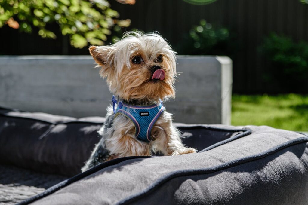 Are Yorkies More Prone to Collapsing Trachea?