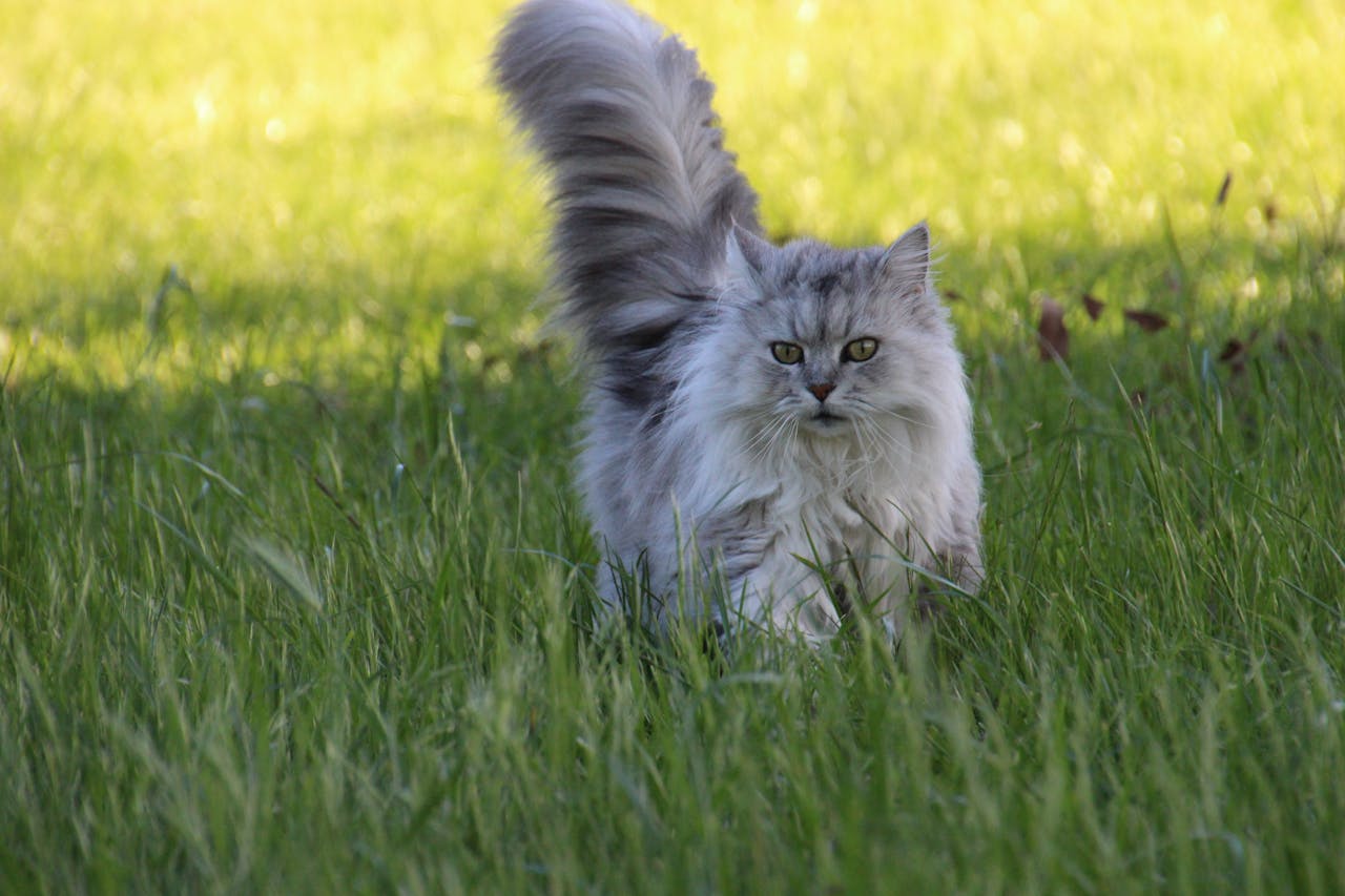 Persian Cats and Polycystic Kidney Disease: Know the Risks Early
