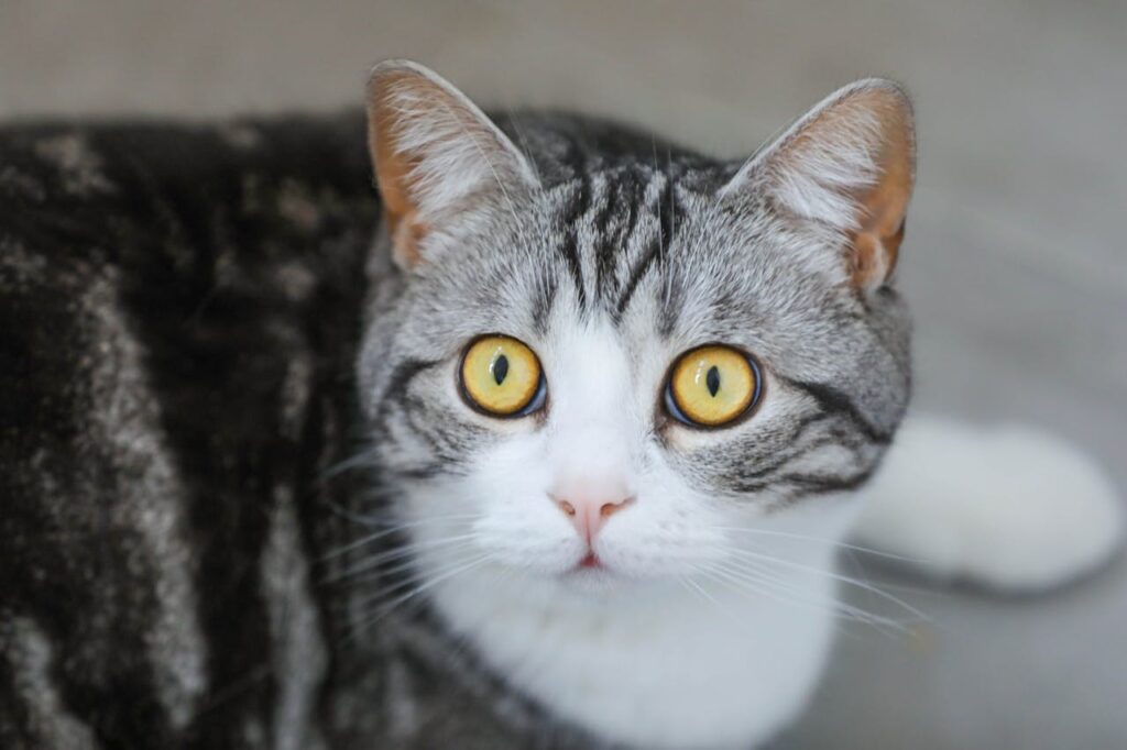 Can My Cat Get Sick from Indoor Plants?