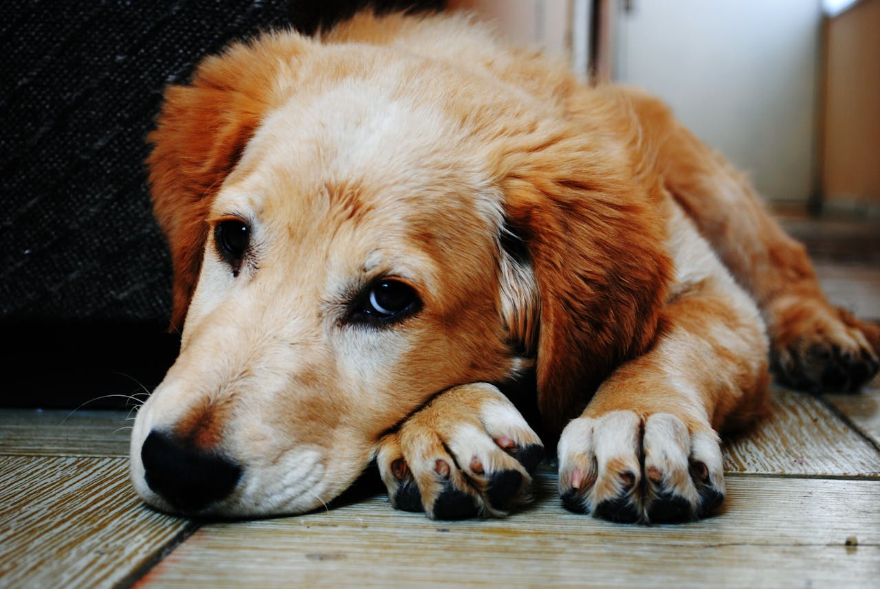 Uncommon Pet Illness Signs Every Owner Should Know
