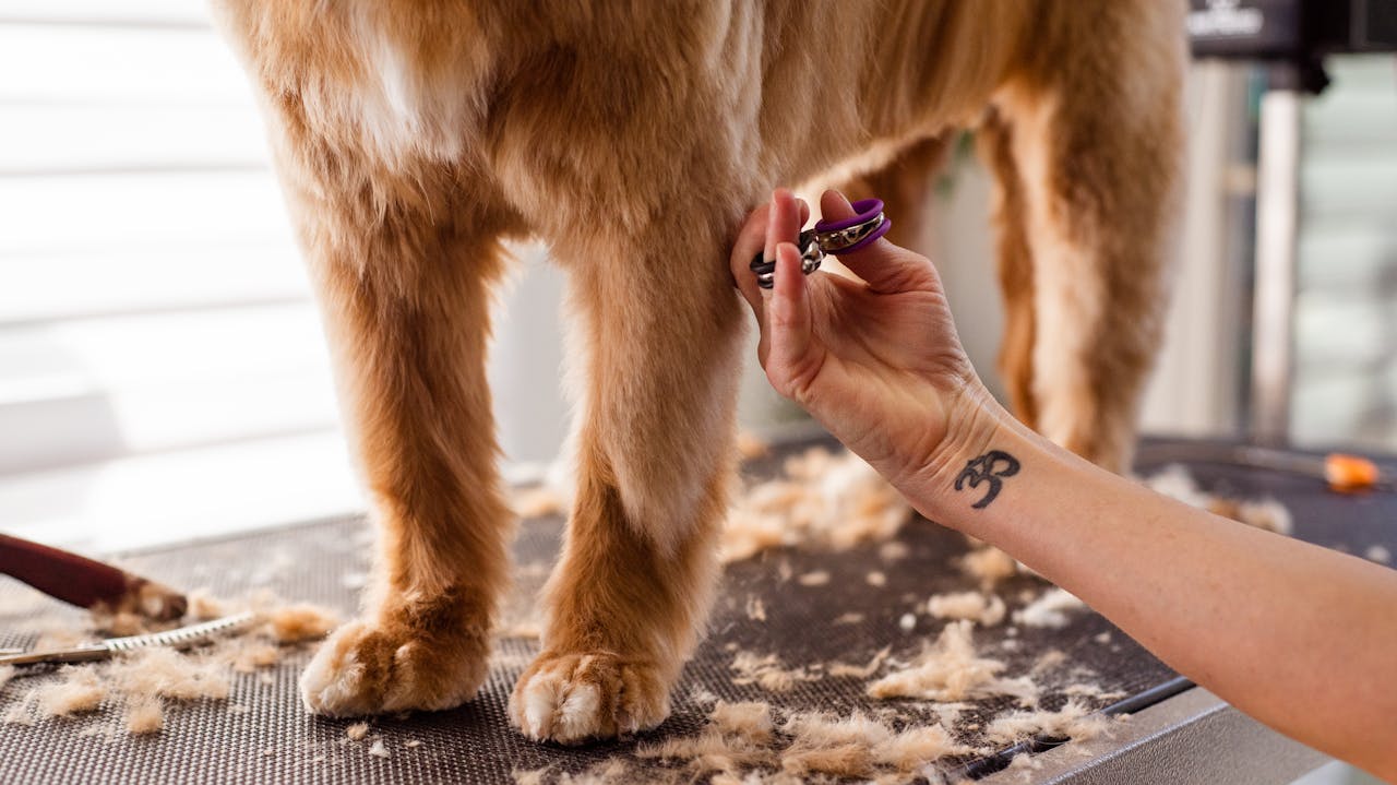 Grooming for Health: How Routine Care Keeps Your Pet Well