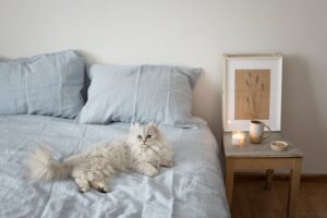 Persian Cats: Grooming, Health Issues, and Lifespan Tips