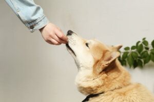 Nutrition Myths in Pets: What’s Actually Healthy for Dogs and Cats