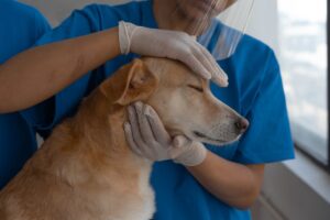 How to Prepare for Your Pet’s First Vet Visit: A Complete New Pet Parent Guide