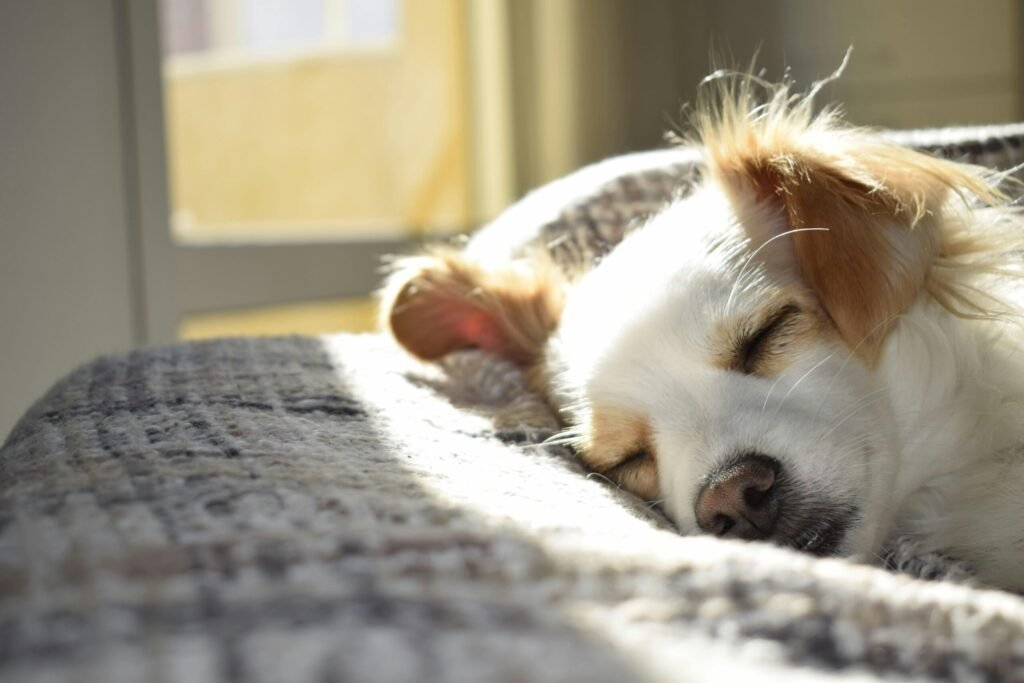 What Lethargy Really Means In Pets