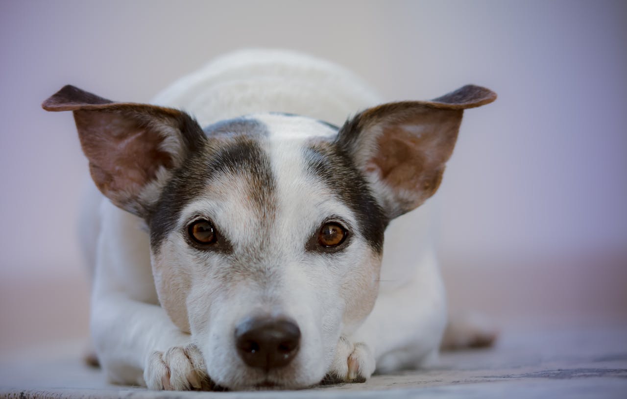 Liver Disease in Dogs: Causes, Symptoms, and Care