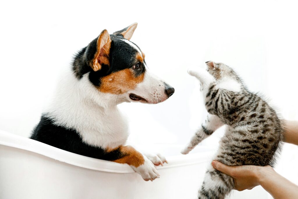 Dog & Cat Care Services Vancouver