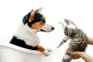 Dog & Cat Care Services Vancouver