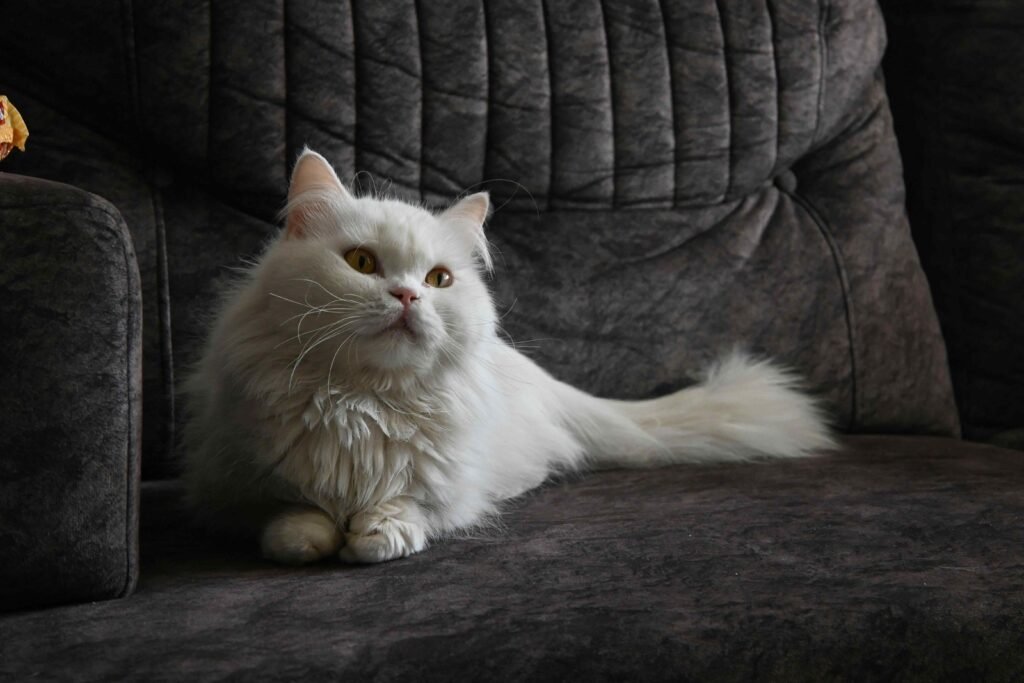 kitten care South Vancouver