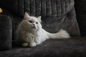 kitten care South Vancouver