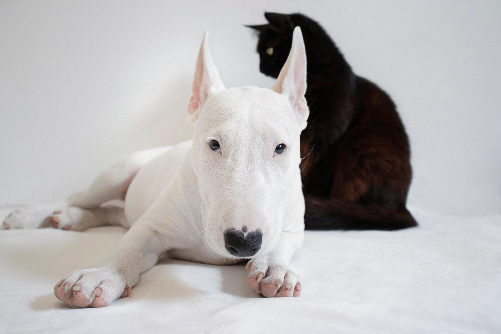 Keep your dog safe outdoors this May with tips on tick prevention, off-leash hazards, and post-walk checks from Atlas Animal Hospital in South Vancouver.