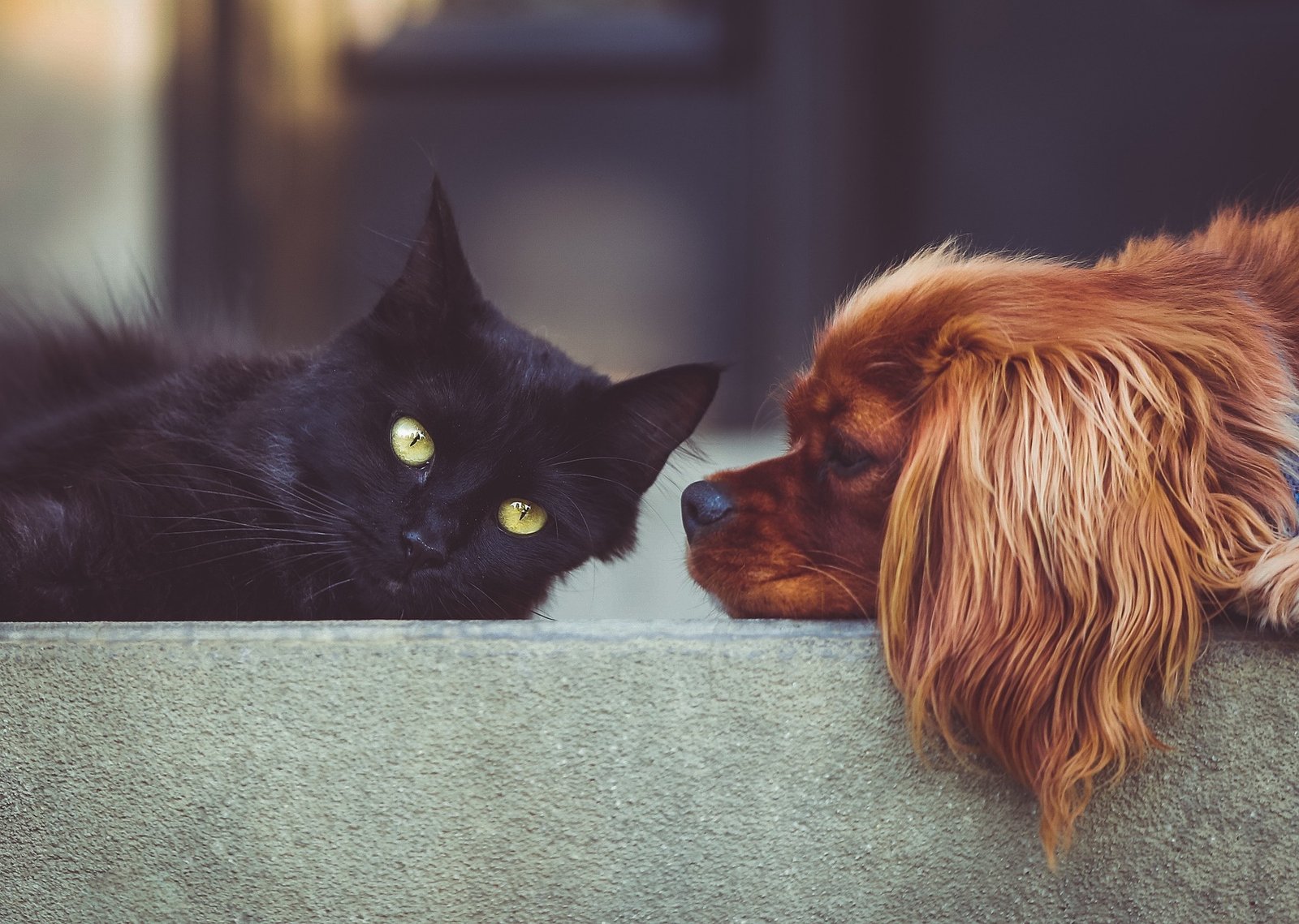 Pet diagnostics in South Vancouver