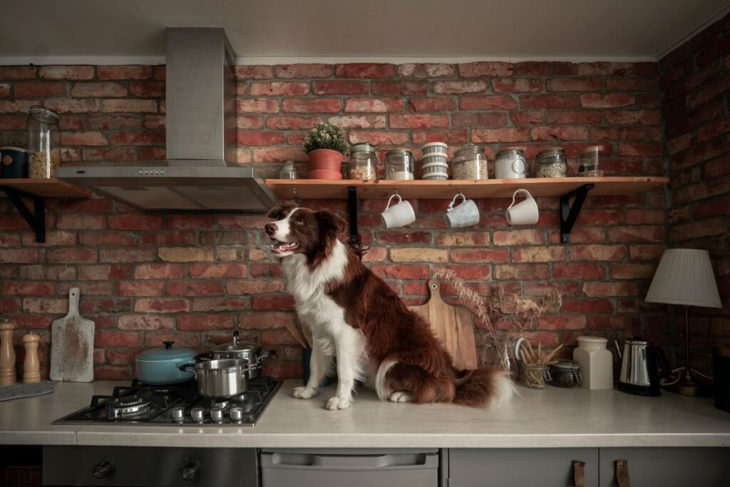 Curious dog on a kitchen counter where toxic foods can be within reach in a Vancouver home