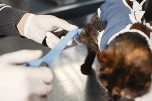 Veterinarian caring for a cat after surgery at an animal hospital on Fraser Street, Vancouver