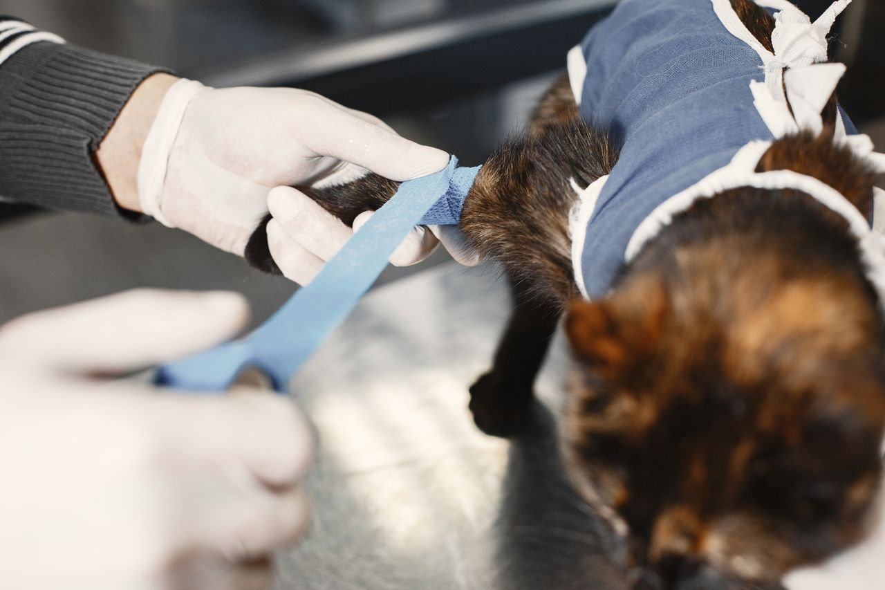 Veterinarian caring for a cat after surgery at an animal hospital on Fraser Street, Vancouver
