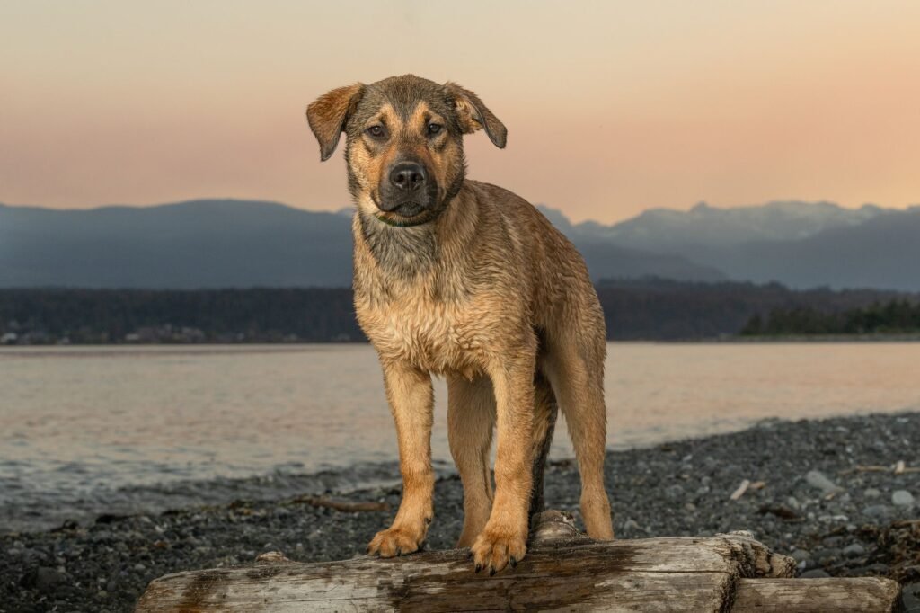 A wet dog stands on driftwood by the beach during a Comox sunset, embodying adventure.