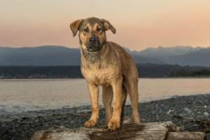 A wet dog stands on driftwood by the beach during a Comox sunset, embodying adventure.
